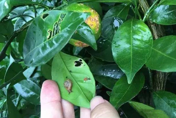 春天來(lái)了有這幾種蟲(chóng)子，碰上別著急，有專門方法去解決