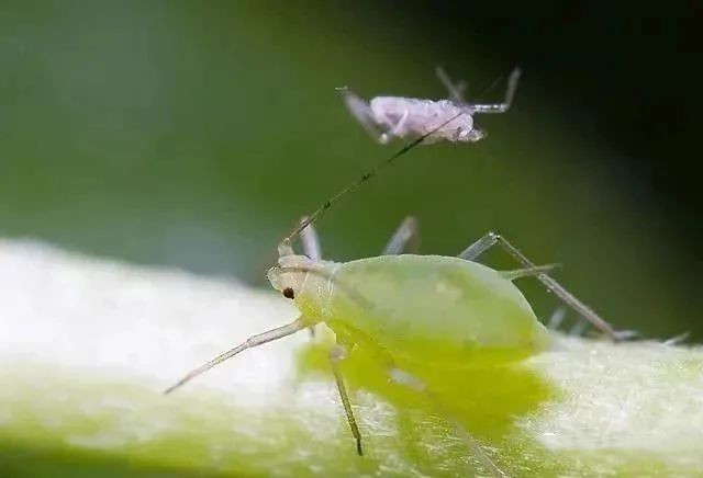 警惕！春天這些病蟲(chóng)害很容易發(fā)生