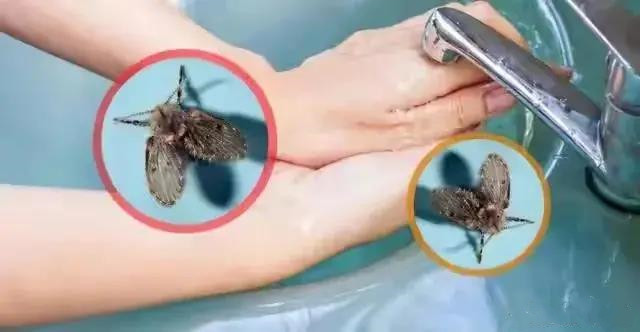 衛(wèi)生間為什么會(huì)有小蟲子？怎么消滅？